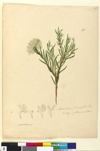 Sivu 92. Melaleuca linariifolia, n. 1803-06 (wc, kynä, muste ja kynä) tekijältä John William Lewin