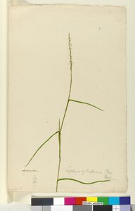 Sivu 9. Lepturus cylindricus, n. 1803-06 (wc, kynä, muste ja kynä) tekijältä John William Lewin