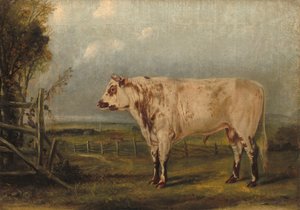 Nuori härkä, c. 1849.