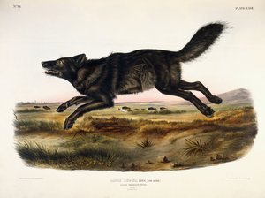 Musta amerikkalainen susi, uros, 1845