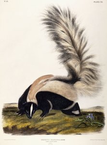 Large Tailed Skunk, 1846