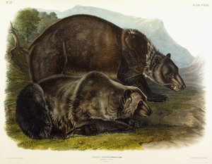 Grizzlykarhuuros, 1848 tekijältä John Woodhouse Audubon