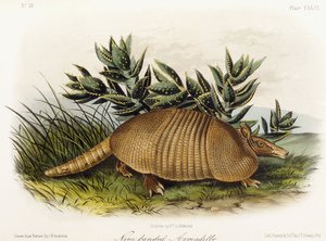 Yhdeksännauhainen armadillo, 1849-1854 tekijältä John Woodhouse Audubon