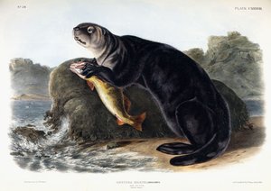 Merisaukko, nuori uros, 1848