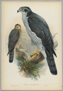 Astur Palumbarius - Goshawk, piirtänyt J. Wolf, kaiverrus H. C. Richter
