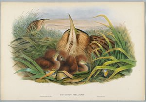 Botaurus Stellaris - Bittern, kaiverrus H. C. Richter