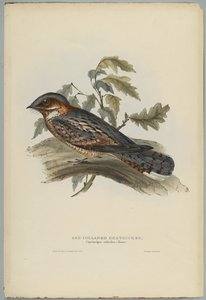 Caprimulgus Ruficollis tekijältä John after Gould