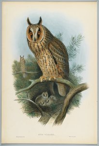 Otus Vulgaris - Pitkäkorvapöllö, piirtänyt J. Wolf, kaiverrus H. C. Richter