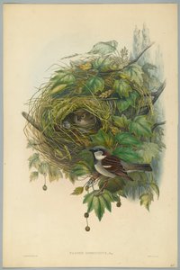 Passer Domesticus - Common House Sparrow, kaiverrus H. C. Richter