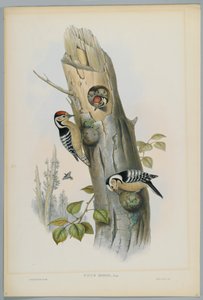 Picus Minor - Pikkutikka, kaiverrus H. C. Richter