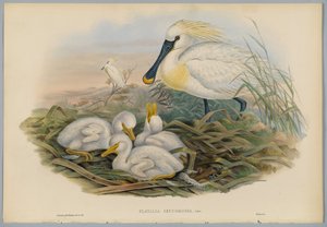Platalea Leucorodia - Spoonbill and Young, kaiverrus H. C. Richter
