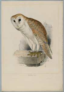 Strix Flammea - Pöllö