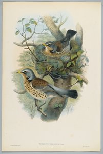 Turdus Pilarus - katajarastas, kaiverrus H. C. Richter