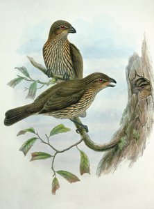 Ailuroedus Dentirostris, hammaskissalintu