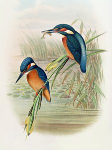 Alcedo Ispida, levy John Gouldin "The Birds of Great Britain" -julkaisusta, julkaistu 1862-73 (käsinvärinen lito)