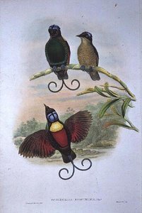 Wilsons Phyllodes Respublica - Paratiisin lintu