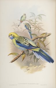Platycerus cyanogenus, John Gouldin Australian linnuista, 1840 tekijältä John and Richter Gould