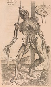 De humani corporis fabrica ihmiskehon rakenteesta, 1555. tekijältä John of Calcar