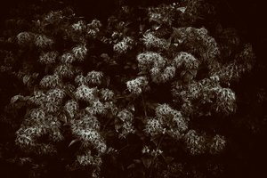 Goodwood Estate West Sussexissa, Iso-Britannia, 2019 (kuva) tekijältä Jon Nicholson