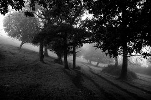 Goodwood Estate West Sussexissa, Iso-Britannia, 2019 (kuva) tekijältä Jon Nicholson