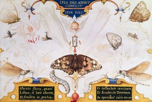 Diptyykki, jossa kukkia ja hyönteisiä, 1591 (taulussa marouflage & pergamentti) tekijältä Joris Hoefnagel
