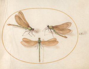 Dragonfly, n. 1575-80