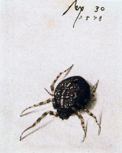 Naarashämähäkki, 1578 tekijältä Joris Hoefnagel