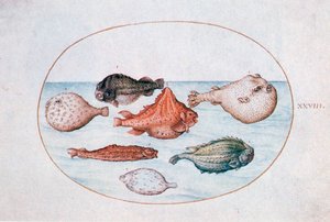 Kala, 1500-luku tekijältä Joris Hoefnagel