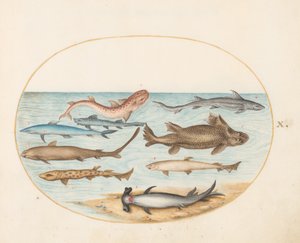 Kala, n. 1575-80 tekijältä Joris Hoefnagel