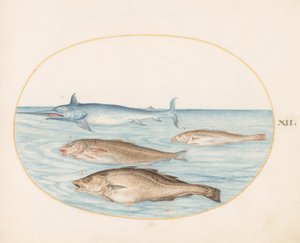 Kala, n. 1575-80 tekijältä Joris Hoefnagel