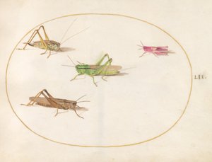 Hyönteiset, n. 1575-80 tekijältä Joris Hoefnagel