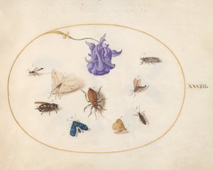 Hyönteiset, n. 1575-80 tekijältä Joris Hoefnagel