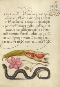 Kidney Bean, Poppy Anemone, ja Adder tekijältä Joris Hoefnagel