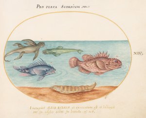 Platte 14: Ein "Meeraffe", zwei Skorpionfische und zwei andere Fische