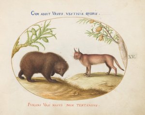 Levy 15: Karhu ja ilves(?) tekijältä Joris Hoefnagel