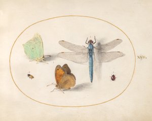 Levy 17: Brimstone ja Meadow Brown(?) perhoset, sudenkorento ja kaksi pientä hyönteistä
