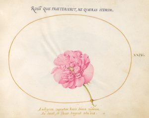 Levy 24: Pink Rose tekijältä Joris Hoefnagel