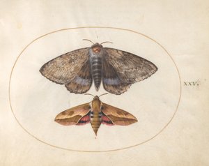 Levy 25: Blue Underwing Moth ja Spurge Hawk Moth tekijältä Joris Hoefnagel