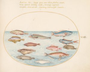 Levy 25: Välimeren Rainbow Wrasse, muu Wrasse, Swallowtail meriahven(?), useita "Anthiae" ja muita kaloja tekijältä Joris Hoefnagel