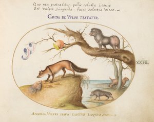 Levy 27: Ristikettu, hyeena/paviaani, "merisusi" ja gulon (ahma?) tekijältä Joris Hoefnagel