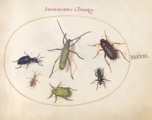 Levy 43: Kultakukkainen harmaa pitkäsarvi (?), ruskeakuoriainen (?), torakka, lehtijalkainen hyönteiset ja muut hyönteiset tekijältä Joris Hoefnagel