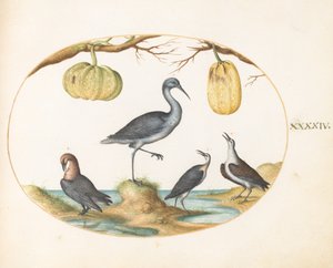 Levy 44: Godwit(?) ja sandpipers kahdella kurpitsalla tekijältä Joris Hoefnagel