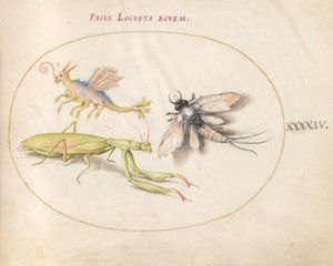 Levy 44: Mantis ja Mayfly kuvitteellisella hyönteisellä tekijältä Joris Hoefnagel
