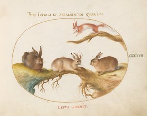 Levy 47: Jänis, "Jackalope", jänis ja täplikäs orava tekijältä Joris Hoefnagel