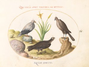 Levy 4: Egyptiläinen korppikotka, pohjoinen haukka (?) ja "Aquila Heteropode" (lyhytkärkinen kotka?) tekijältä Joris Hoefnagel