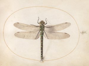 Levy 53: Southern Hawker Dragonfly tekijältä Joris Hoefnagel