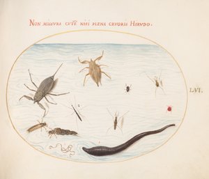 Levy 56: Vesiskorpioni, vedenmittauslaite, lampiluistelija, punainen vesipunkki, iilimato(?) ja muut vesihyönteiset tekijältä Joris Hoefnagel