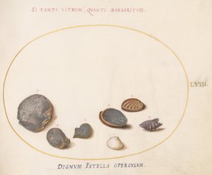 Levy 58: Simpukat, mukaan lukien abalone(?) tekijältä Joris Hoefnagel