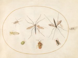 Levy 59: Seitsemän hyönteistä, mukaan lukien Hawthorn Shield Bug, kurkkukärpäset ja hoverfly tekijältä Joris Hoefnagel