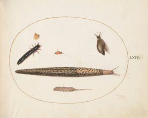 Levy 64: Leopardietana, maakuoriaisen toukka, rotanpyrstö ja muita olentoja tekijältä Joris Hoefnagel